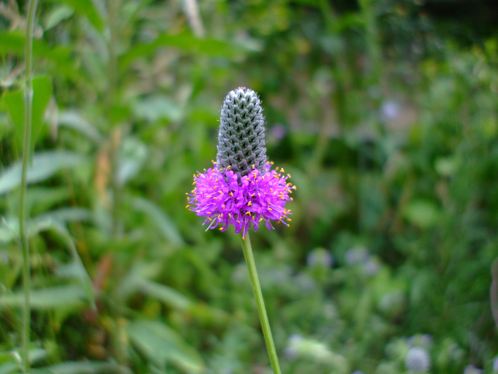 Dalea purpurea